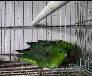 Coppia parrocchetto barrato