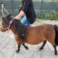 Pony Falabella