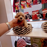 Cuccioli di taglia molto piccola ANCHE A RATE