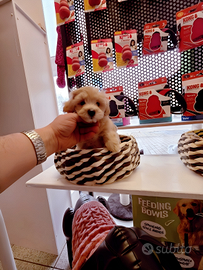 Cuccioli di taglia molto piccola ANCHE A RATE