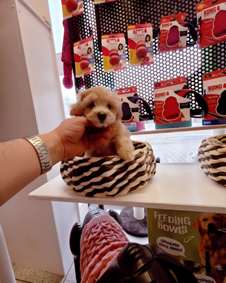 Cuccioli di taglia molto piccola ANCHE A RATE