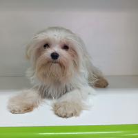 Maltese "mini mini toy" coreano pedigree