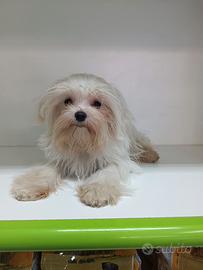 Maltese "mini mini toy" coreano pedigree