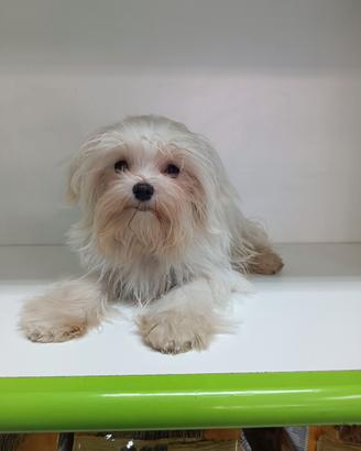 Maltese "mini mini toy" coreano pedigree