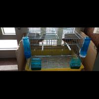Canarini portoghesi 25