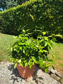 piante di limoni 