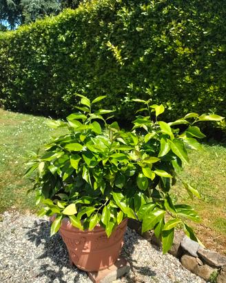 piante di limoni 