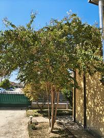 Albero di lagestroemia
