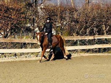 Cavallo francese