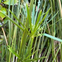 Cyperus alternifolius (falso papiro)