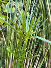 Cyperus alternifolius (falso papiro)