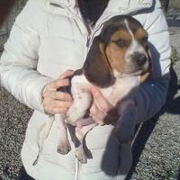 Beagle Elisabeth meravigliosi