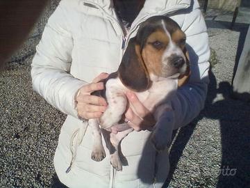 Beagle Elisabeth meravigliosi