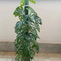 Talee di Monstera Adansonii "Monkey Mask"