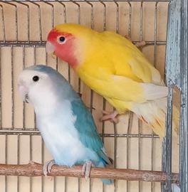 Coppia inseparabili