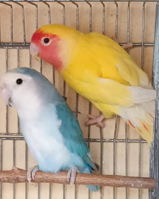 Coppia inseparabili