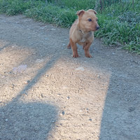 Incrocio Bassotto e Jagdterrier