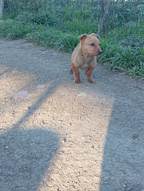 Incrocio Bassotto e Jagdterrier