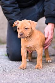 Cucciole di American Pitbull Terrier