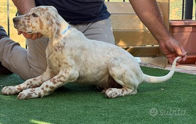 Cuccioli setter inglesi Crocedomini/Radentis