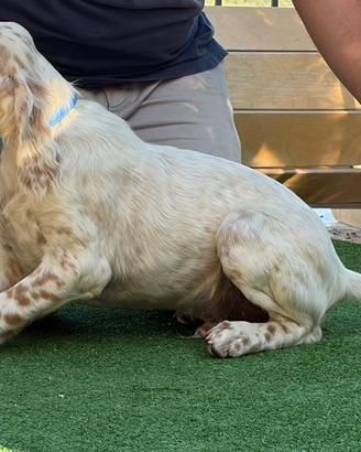 Cuccioli setter inglesi Crocedomini/Radentis
