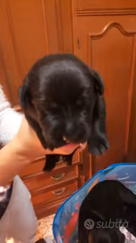 cuccioli di Labrador retriver inglese