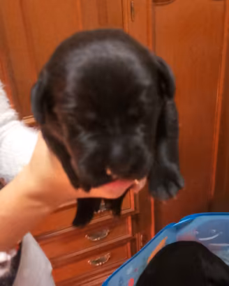 cuccioli di Labrador retriver inglese