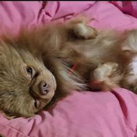 Chihuahua disponibile all'adozione