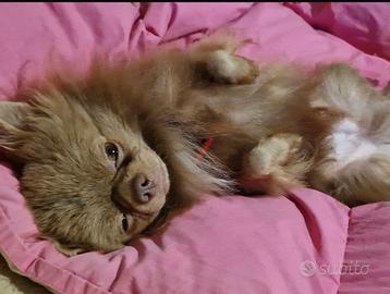 Chihuahua disponibile all'adozione