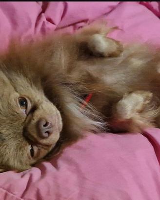 Chihuahua disponibile all'adozione