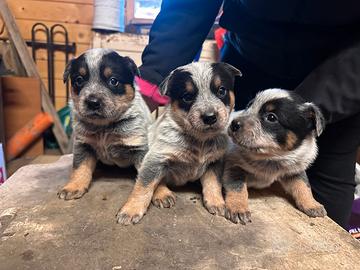 Australian Cattle dog blue