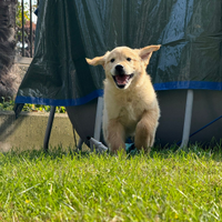 Cucciolata golden retriever americana