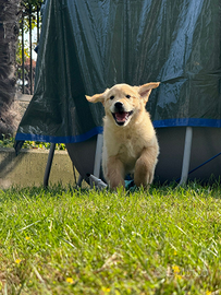 Cucciolata golden retriever americana