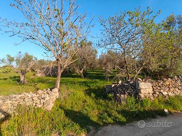 Terreno con 32 alberi d'ulivo e un furnieddhru