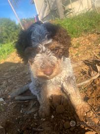 Lagotto romagnolo