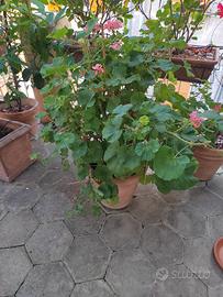 geranio in vaso da  37cm