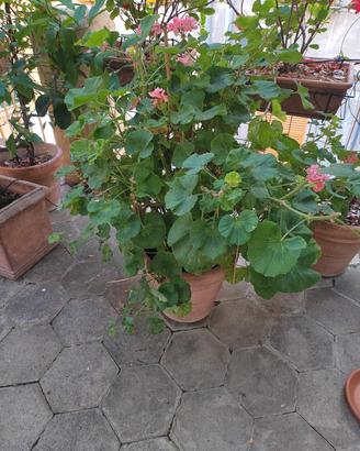 geranio in vaso da  37cm