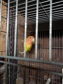 Inseparabile roseicollis x cocorite