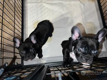Cuccioli Bulldog Francese
