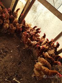 Galline