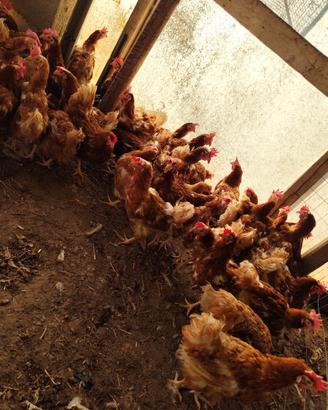 Galline