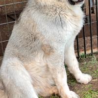 Pastore dell'Asia centrale (Alabai)