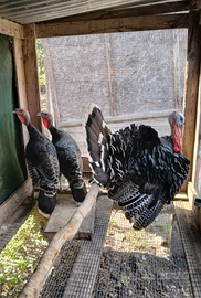 Tacchini allevati a terra