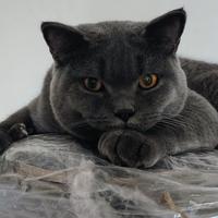 British per accoppiamento