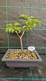 Bonsai di Prunus Mume Rosea Plena 230