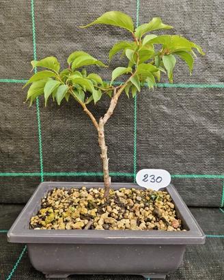 Bonsai di Prunus Mume Rosea Plena 230