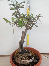 Bonsai di Ulivo