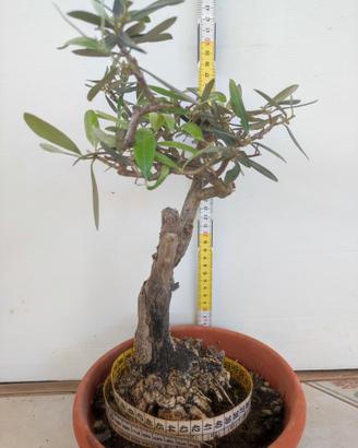 Bonsai di Ulivo