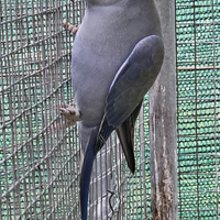 Parrocchetto dal collare