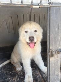 Pastore abruzzese maremmano